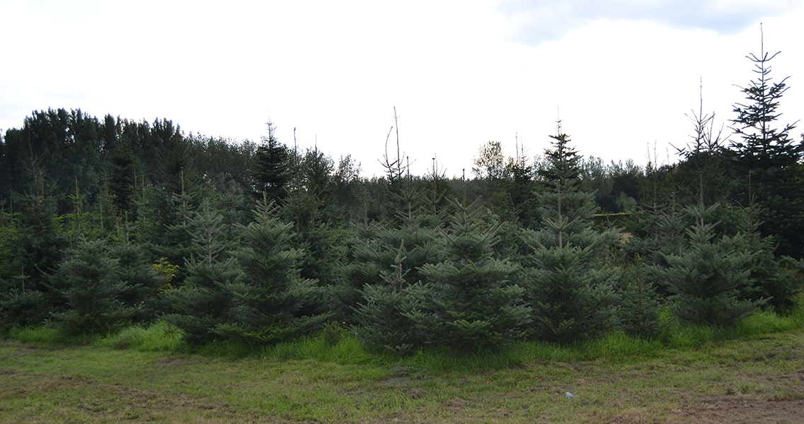 kerstbomen